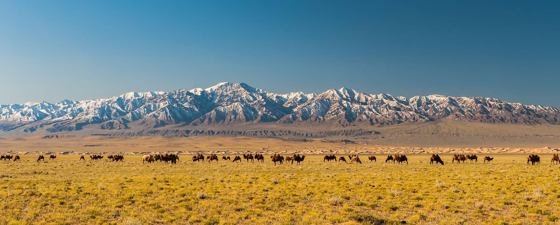 Gobi and Kharkhorin Tour