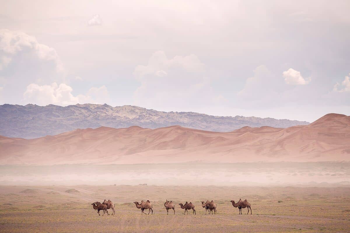 Gobi & Central Tour